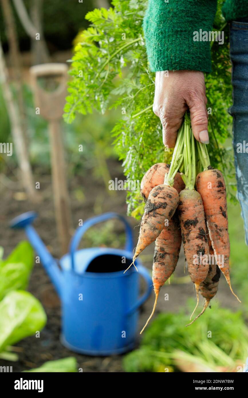 Daucus carota "Re d'autunno". Carote coltivate a mano raccolte di recente da un terreno vegetale del giardino posteriore (nella foto). Foto Stock