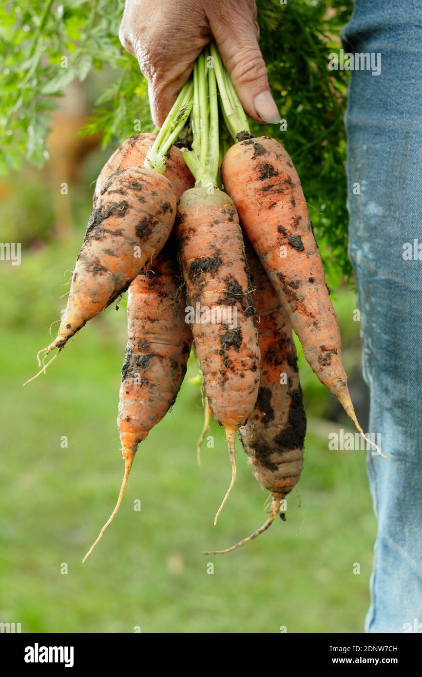 Daucus carota "Re d'autunno". Carote coltivate a mano raccolte di recente da un terreno vegetale del giardino posteriore (nella foto). Foto Stock