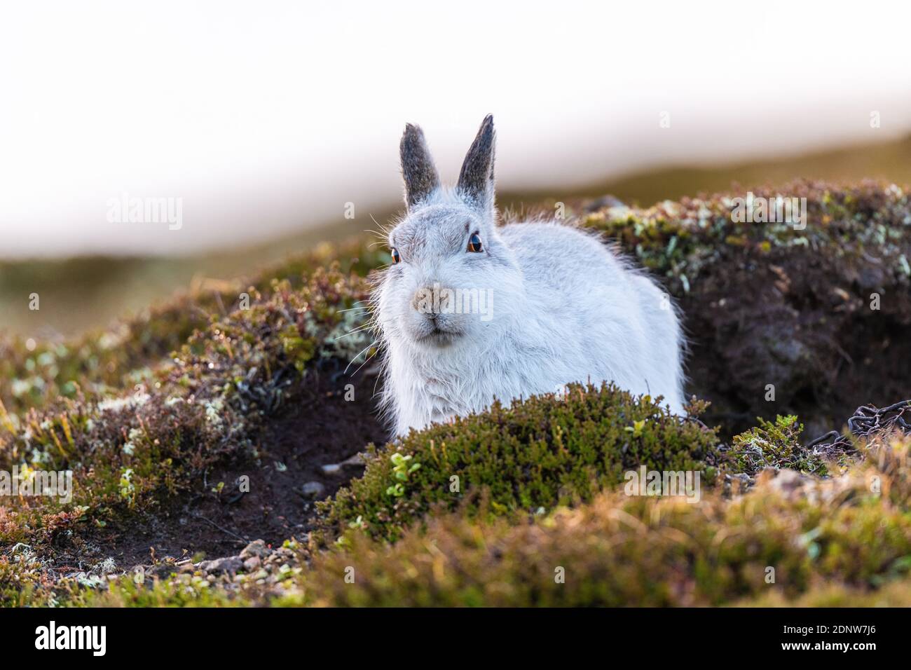 Lepre di montagna (lepus timidus), Pelaggio invernale, senza neve Foto Stock