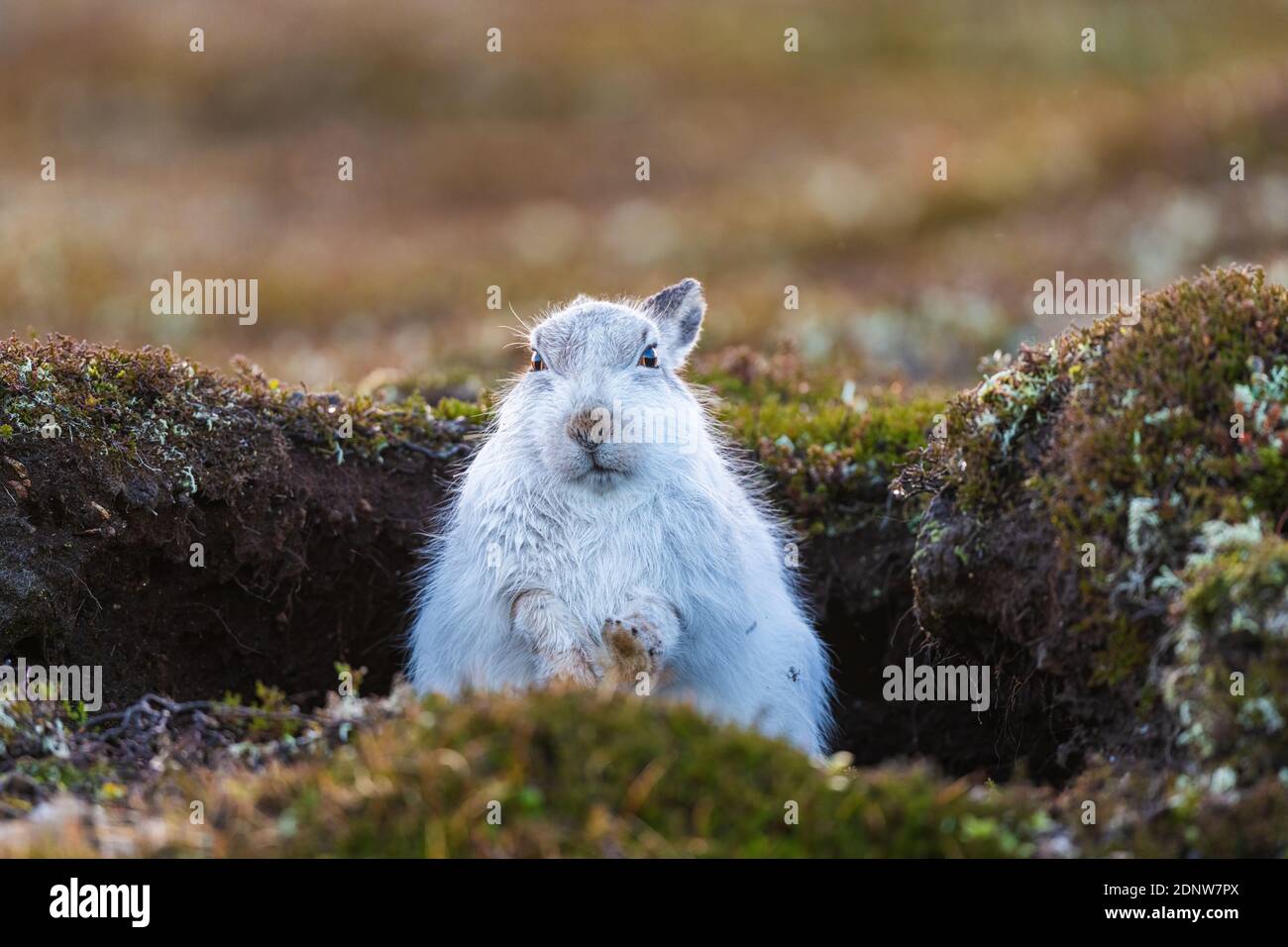 Lepre di montagna (lepus timidus), Pelaggio invernale, senza neve Foto Stock