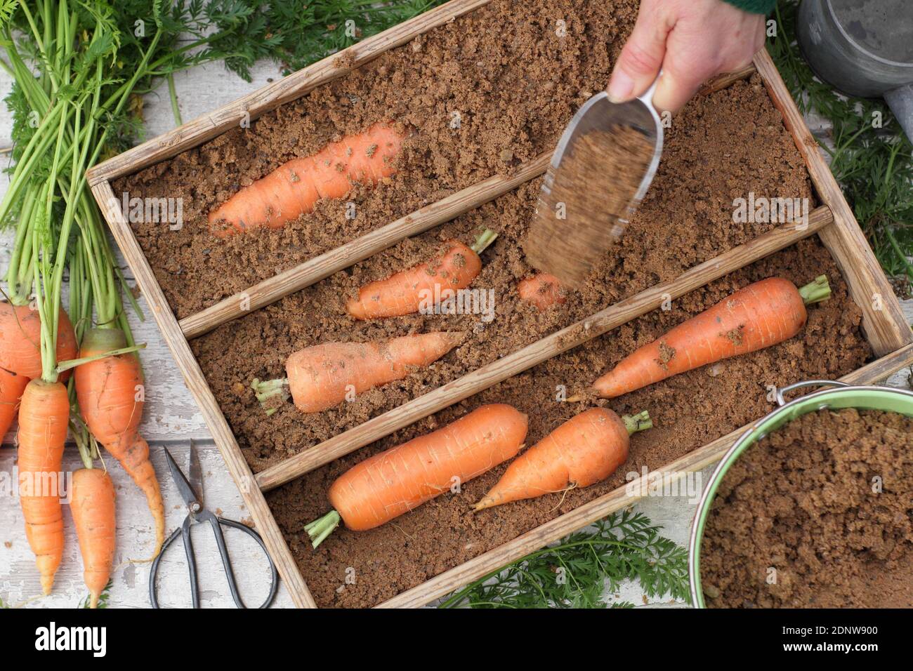 Daucus carota "Re d'autunno". Immagazzinare carote appena raccolte coltivate a casa in sabbia orticola umida in una cassa di legno. REGNO UNITO Foto Stock