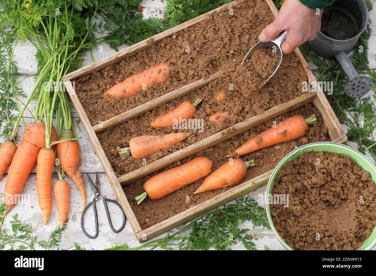 Daucus carota "Re d'autunno". Immagazzinare carote appena raccolte coltivate a casa in sabbia orticola umida in una cassa di legno. REGNO UNITO Foto Stock