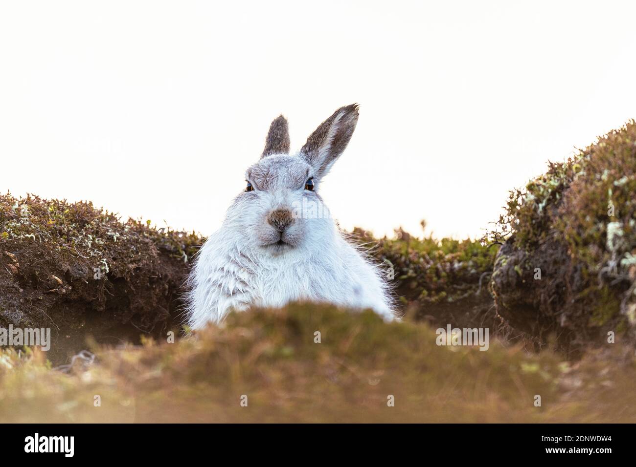 Lepre di montagna (lepus timidus), Pelaggio invernale, senza neve Foto Stock