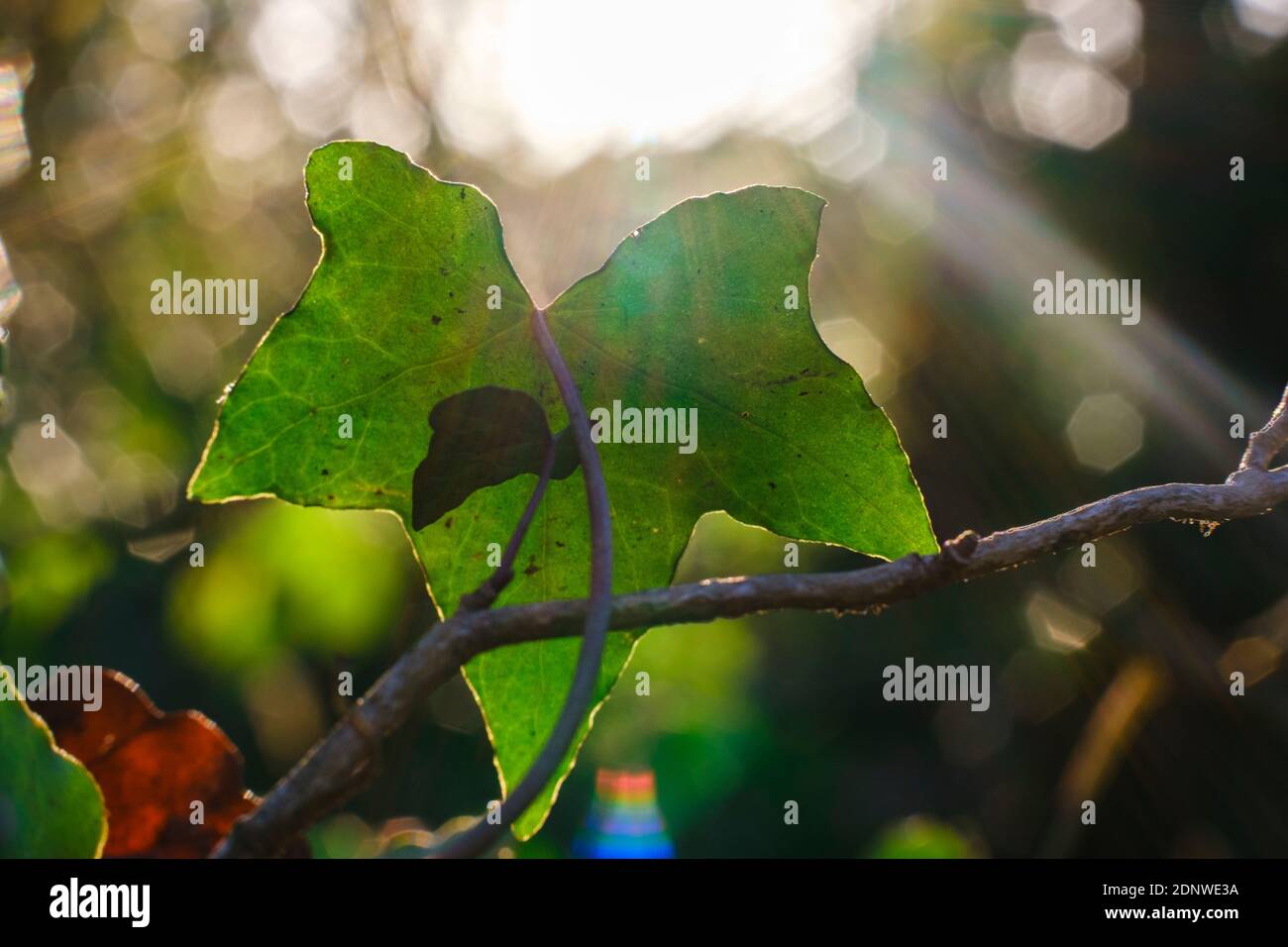 Una foglia edera nei boschi con il sole che splende attraverso Foto Stock