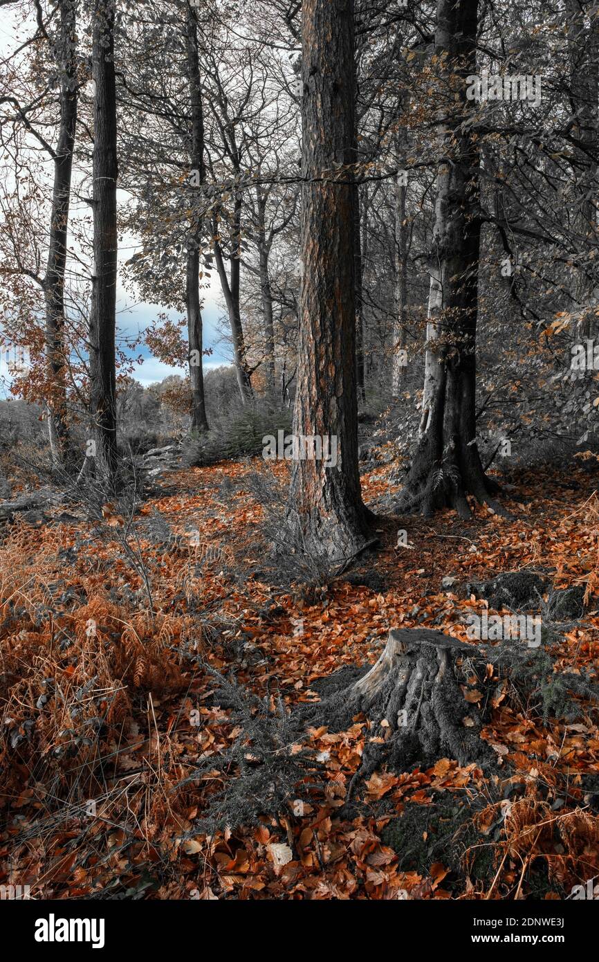 Il bordo di una foresta autunnale. Foto Stock