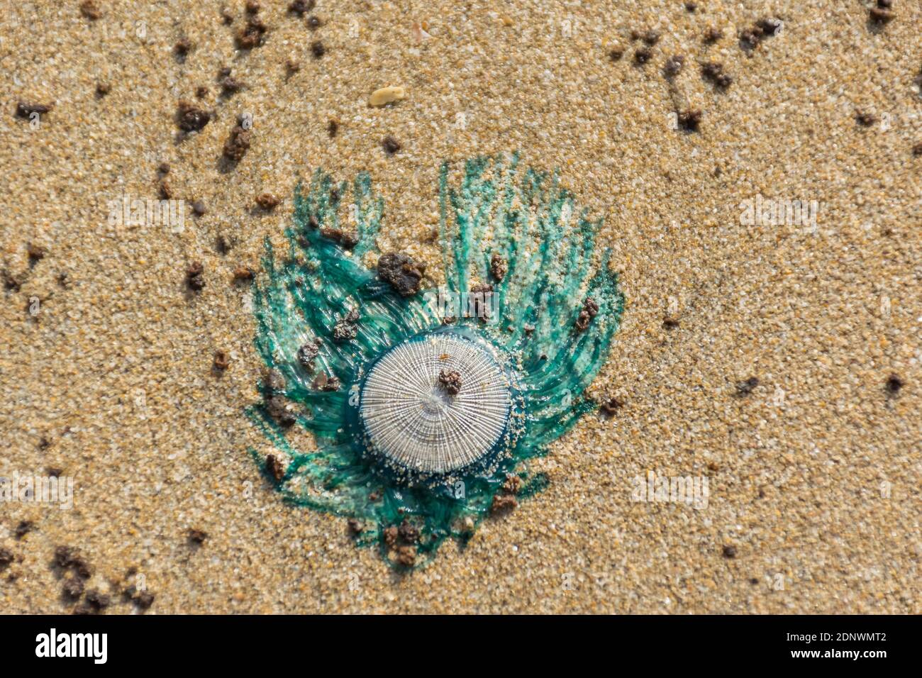 Bottone blu medusa porpita porpita immagini e fotografie stock ad alta  risoluzione - Alamy