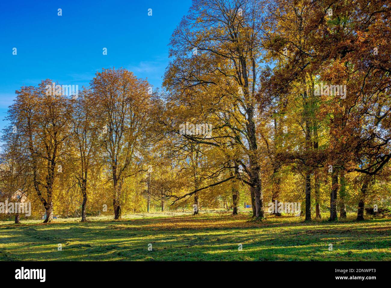 Autunno a Schacky Park, Diessen am Ammersee, Baviera, Germania, Europa Foto Stock