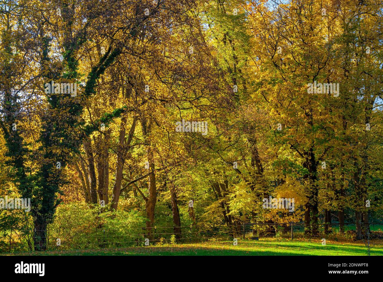 Autunno a Schacky Park, Diessen am Ammersee, Baviera, Germania, Europa Foto Stock