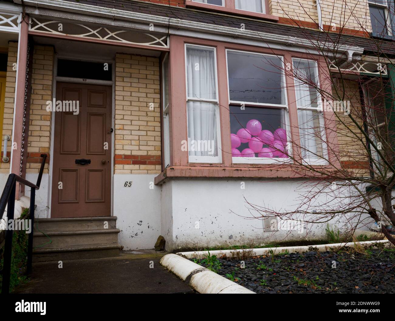Palloncini rosa di compleanno nella finestra anteriore di una casa, Bideford, Devon, Regno Unito Foto Stock