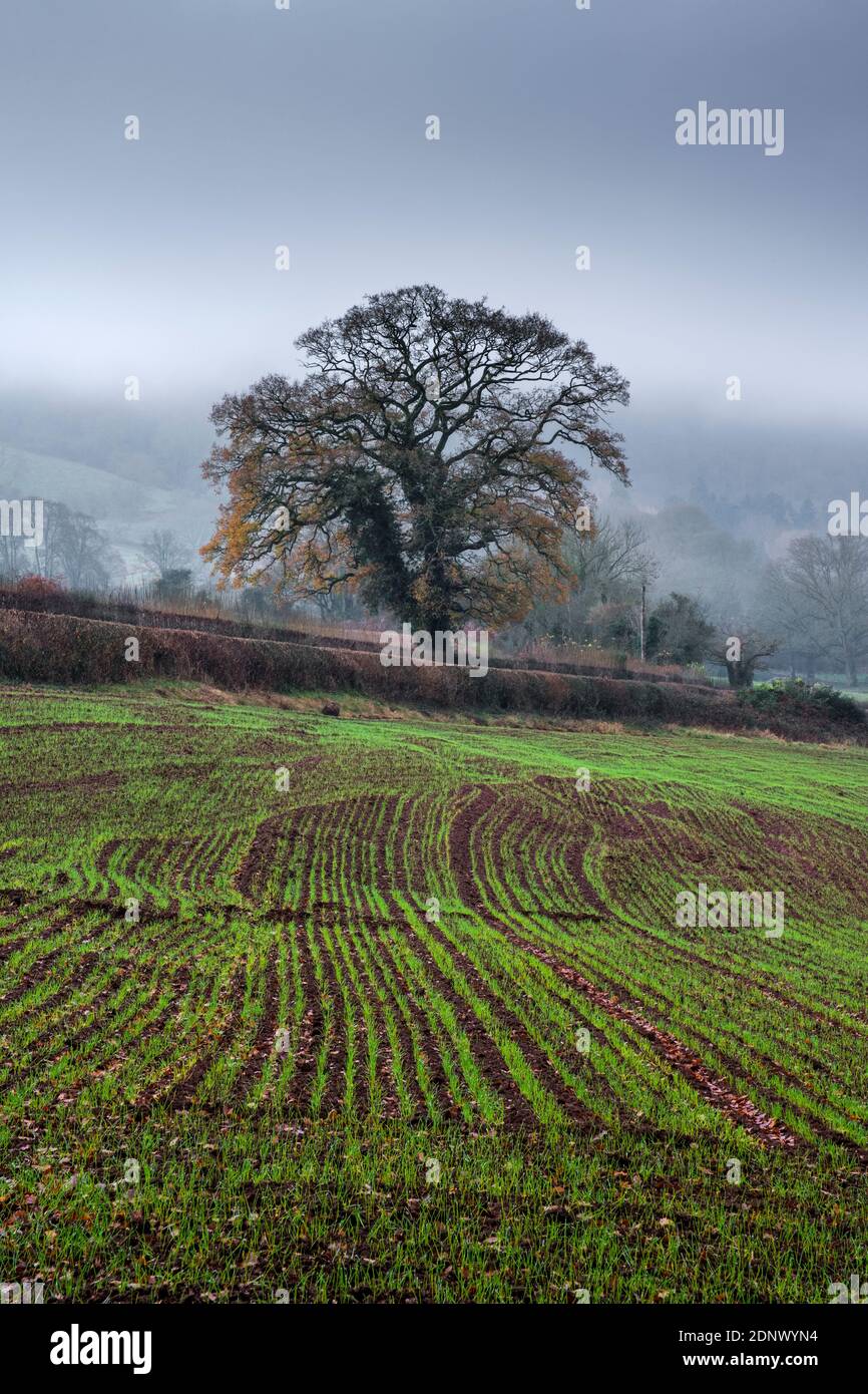 Nuovo raccolto spara nella valle di Wye inferiore vicino Monmouth. Foto Stock
