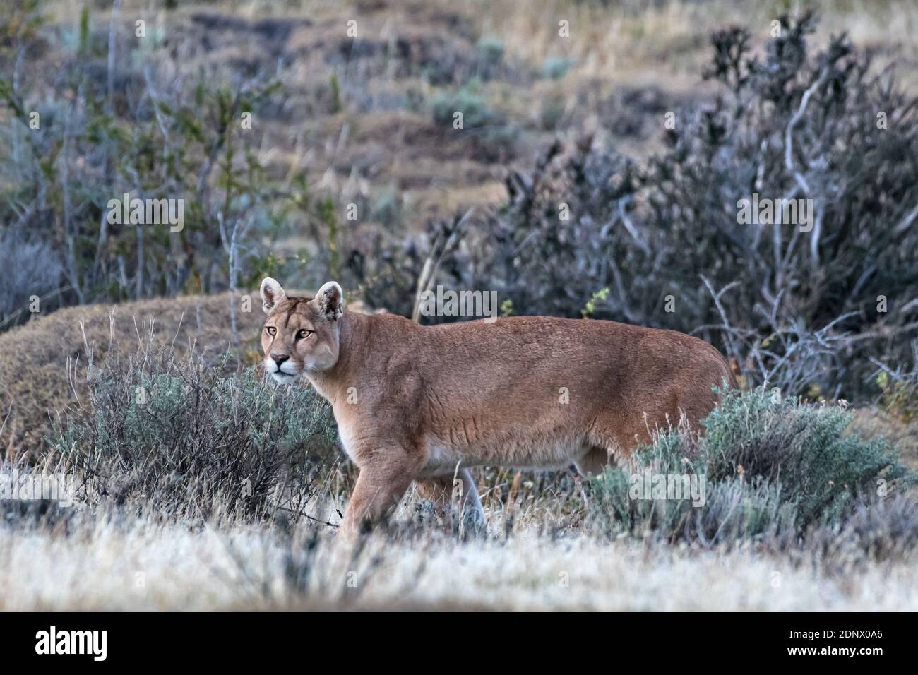 Puma (Felis concolor), Torres del Paine NP, Cile Foto Stock
