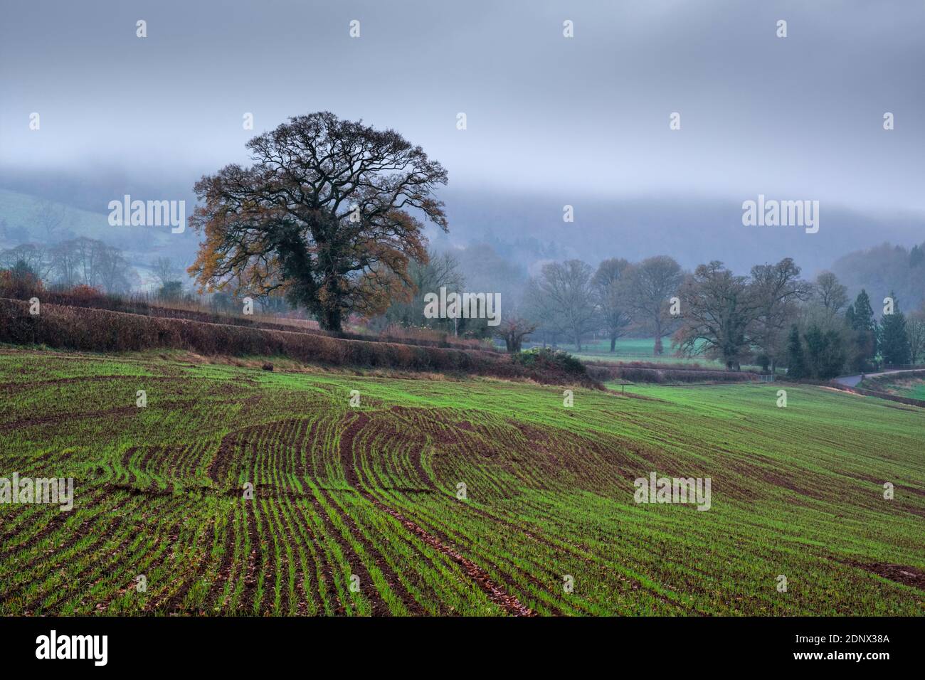 Nuovo raccolto spara nella valle di Wye inferiore vicino Monmouth. Foto Stock