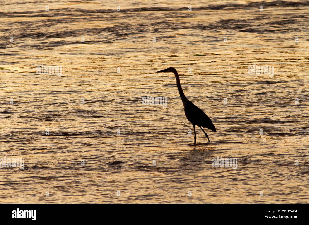 Un airone Goliath, il più grande della famiglia degli airone, si erge immobile nel Grande Fiume Ruaha mentre attende pazientemente un pesce per nuotare a portata di mano Foto Stock
