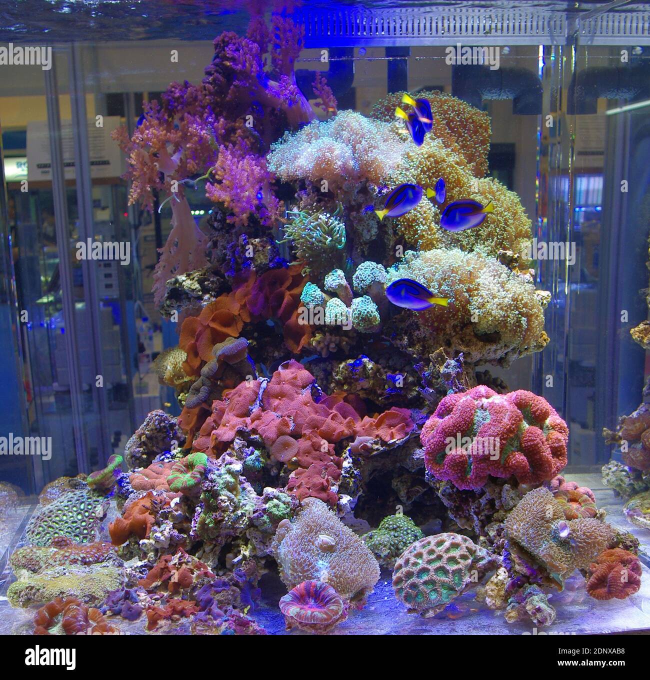 Acquario della barriera corallina con Blue Tang (Paracanthurus hepatus) Foto Stock