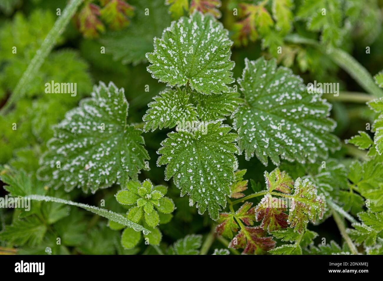 Foglie ghiacciate vicino al Deben, foglie con gelo, foglie d'inverno, foglie d'inverno, Woodbridge, Suffolk Foto Stock