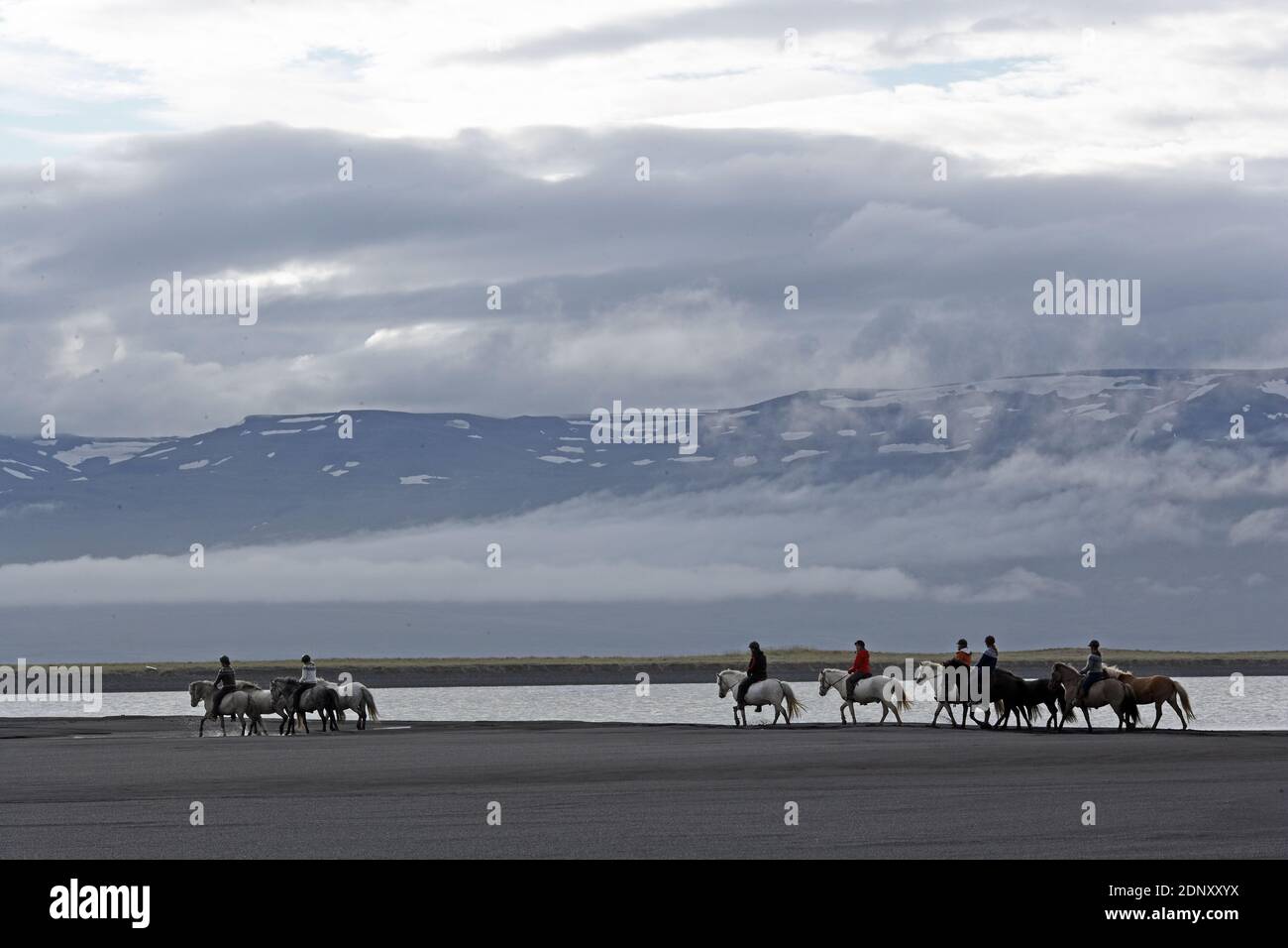 Islanda / Islanda orientale/Husey/ la fattoria offre brevi e lunghe escursioni a cavallo verso le dune e il mare. Foto Stock