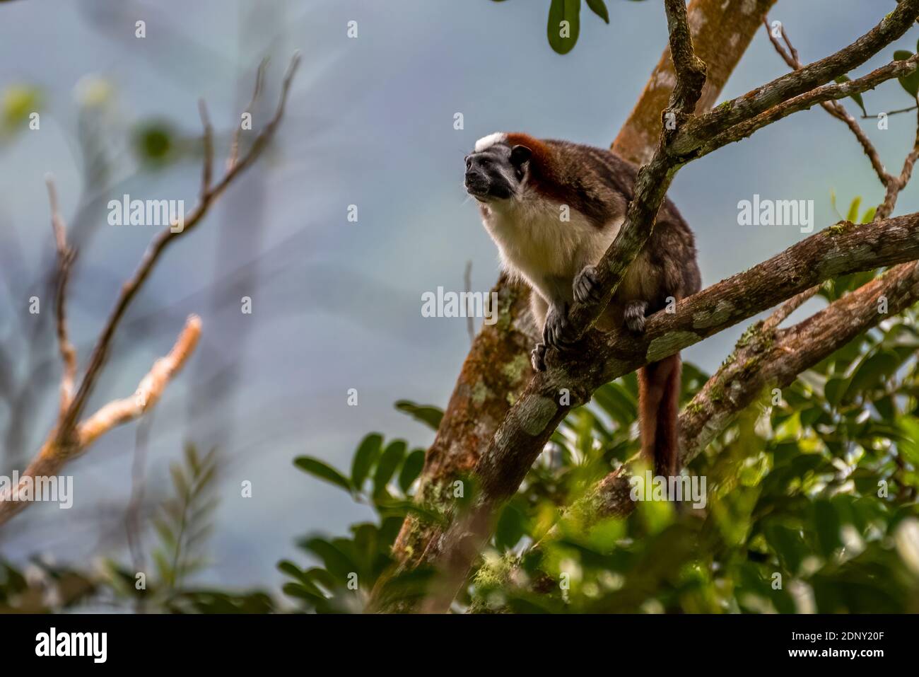 Immagine della scimmia tamarina di Geoffroy presa nella foresta pluviale di Panama Foto Stock