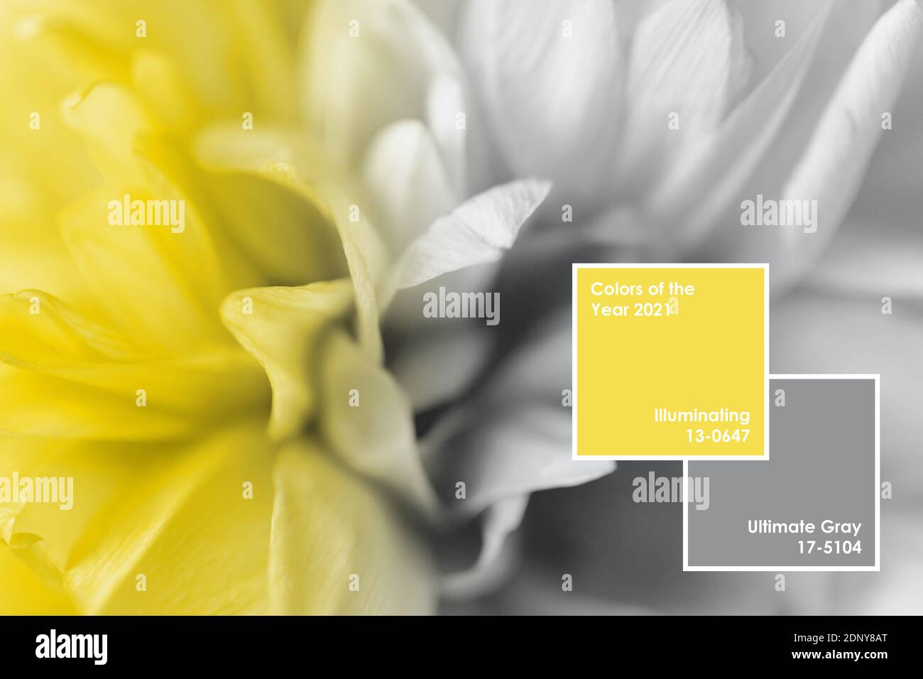 Colori giallo e grigio estremo sfocato sfondo di macro fiore. Primo piano estremo. Design creativo che dimostra i colori dell'anno 2021 Foto Stock