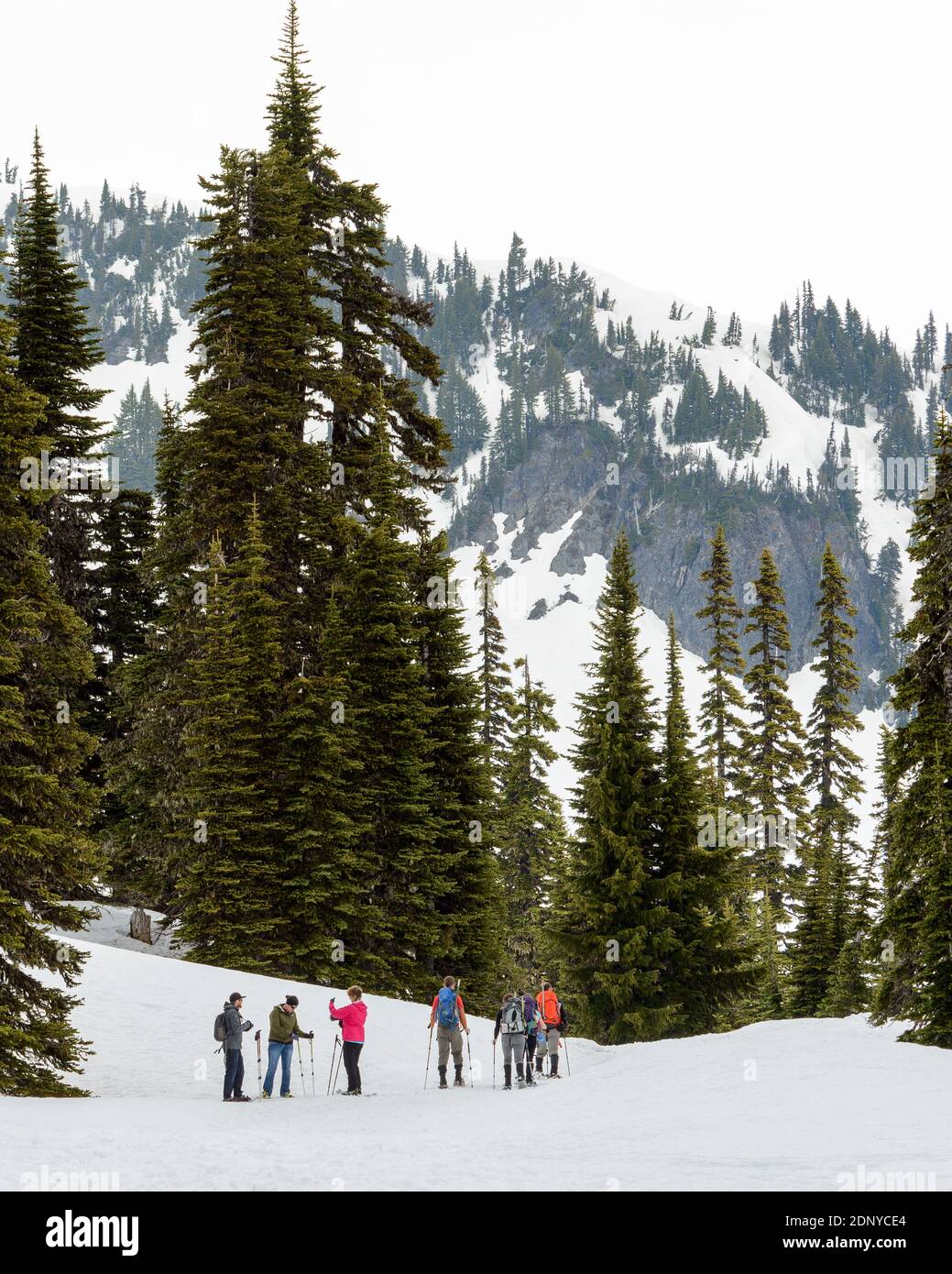 Un gruppo di racchette da neve partono per un trekking di primavera Da Paradise nel Parco Nazionale del Monte Rainier Foto Stock