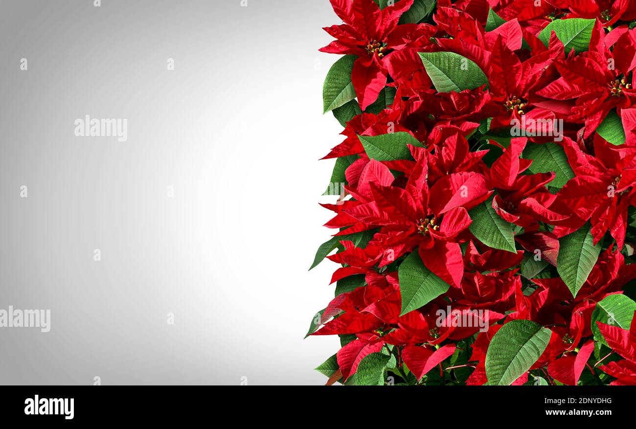 Poinsettia bordo disegno come rosso e verde Natale floreale verticale Elemento come piante floreali provenienti dall'america centrale e dal Messico che rappresentano un tr festivo Foto Stock