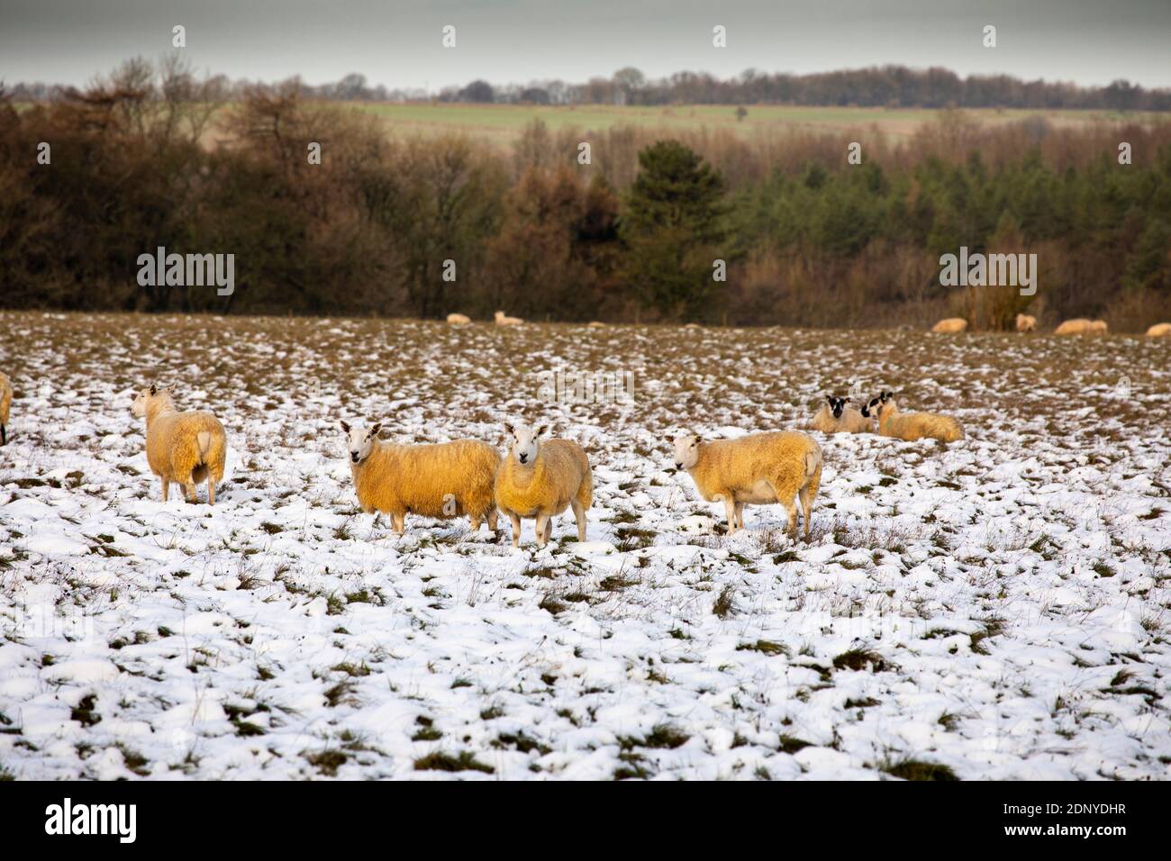 Regno Unito, Gloucestershire, Snowshill, pecore in campo invernale a OAT Hill, coperte di neve fresca Foto Stock