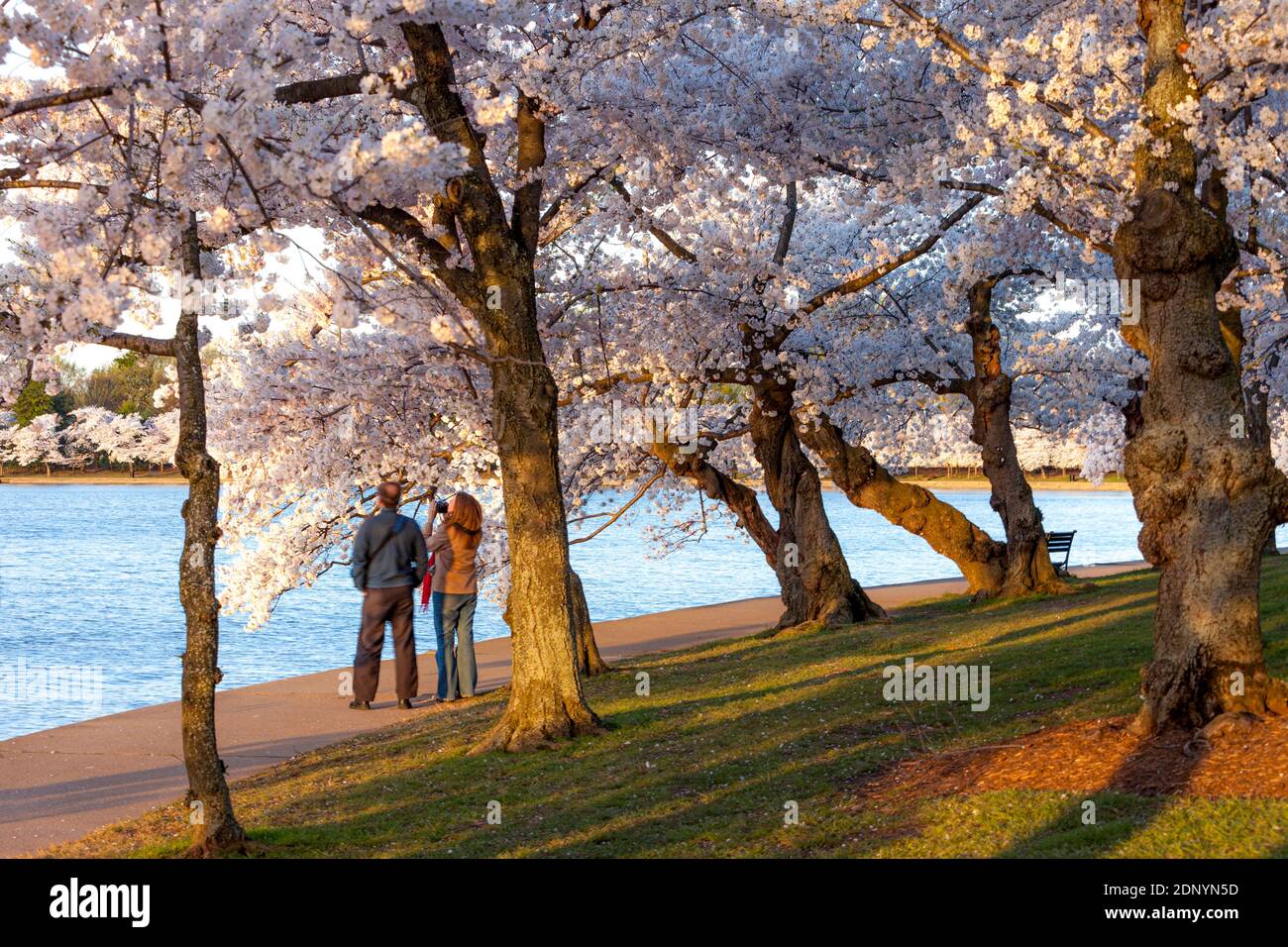 Un uomo e una donna che fotografano i fiori giapponesi dell'albero di ciliegio intorno al Jefferson Memorial Tidal Basin, Washington, DC, USA Foto Stock