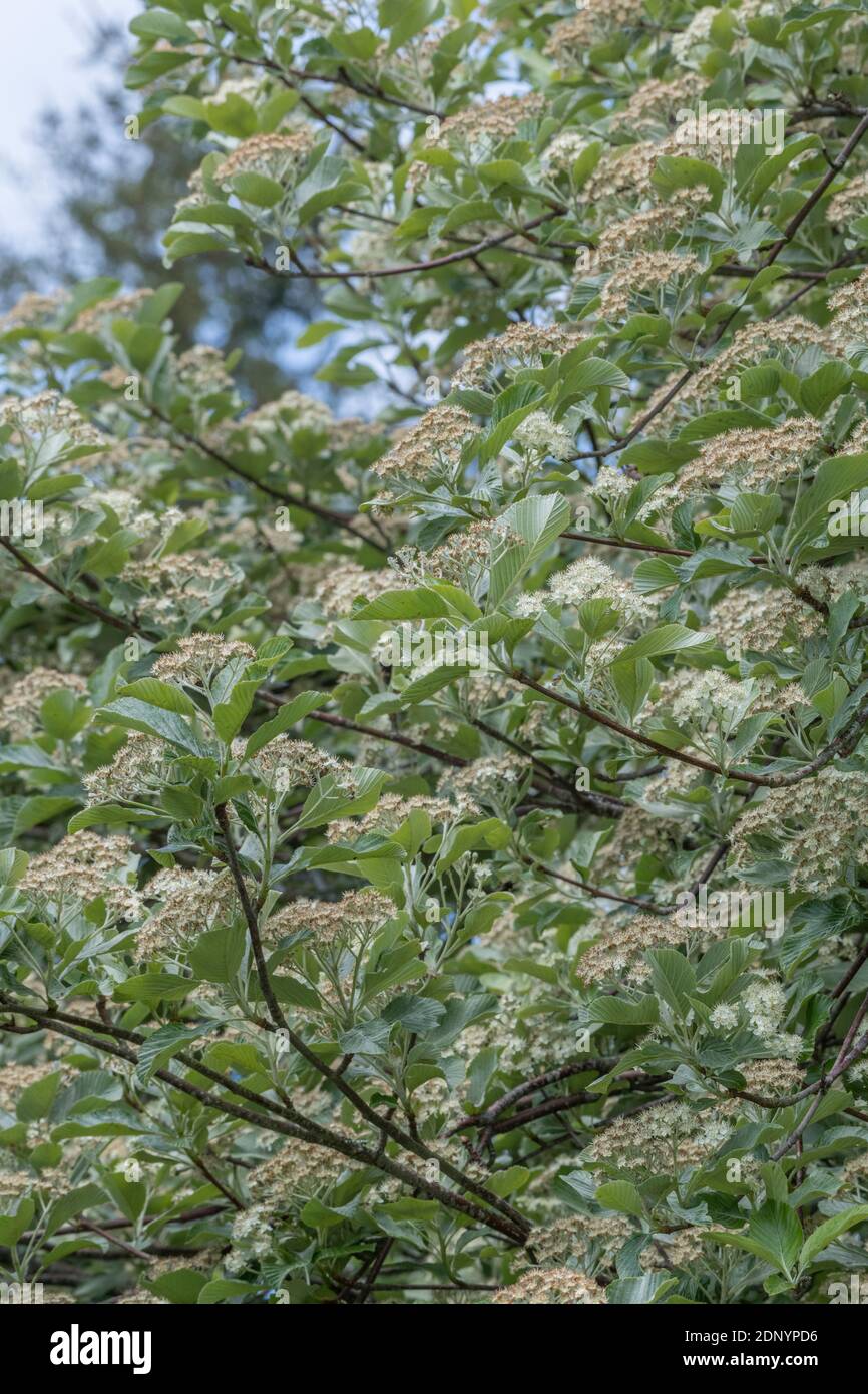 Il fogliame di foglie e fiori di colore bianco fiore di sorbo montano / Sorbus aria (tho. può essere una varietà). Pianta medicinale sorbo montano una volta usati in prodotti a base di erbe. Foto Stock