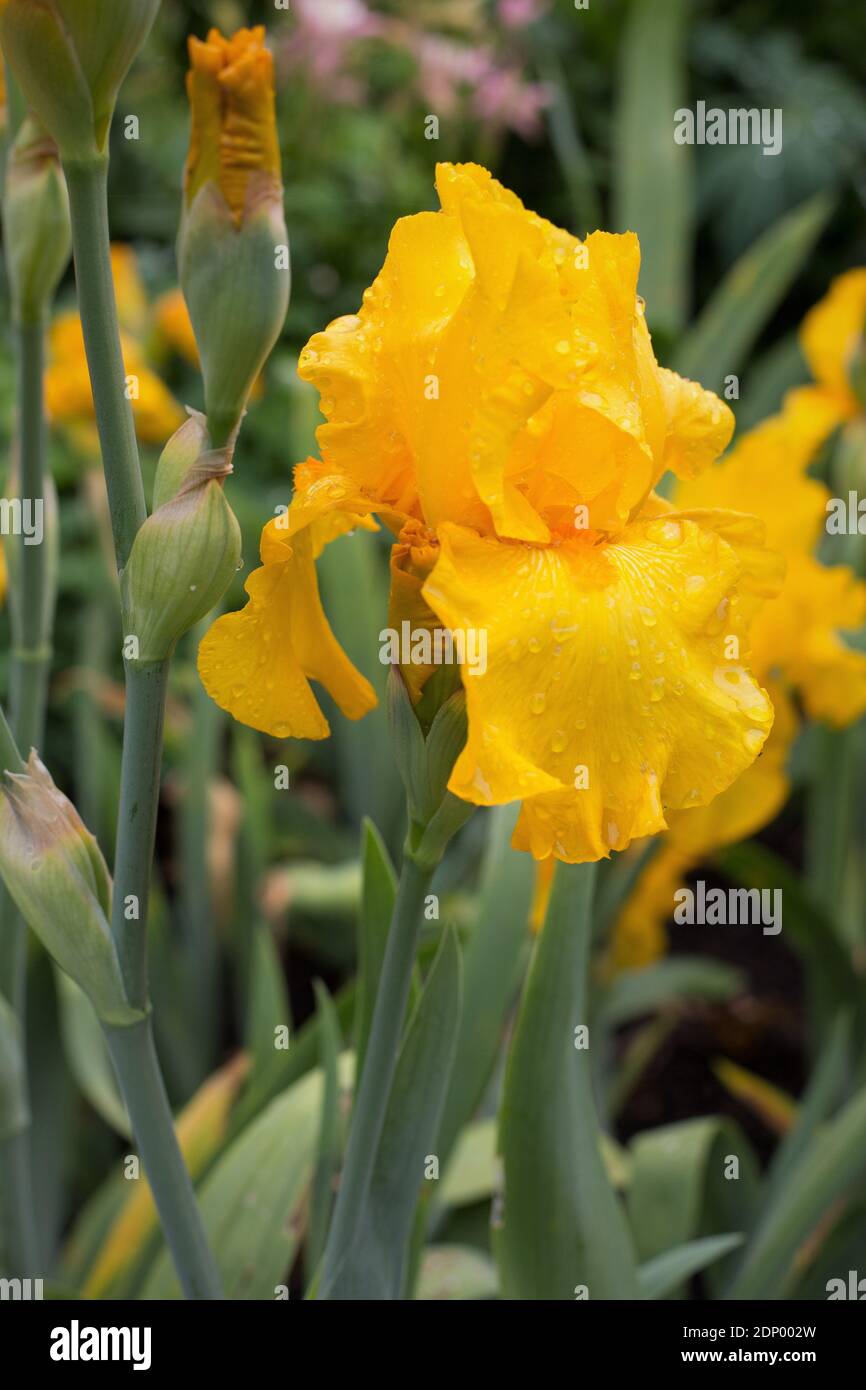 Iris 'qui viene il Sole'. Foto Stock