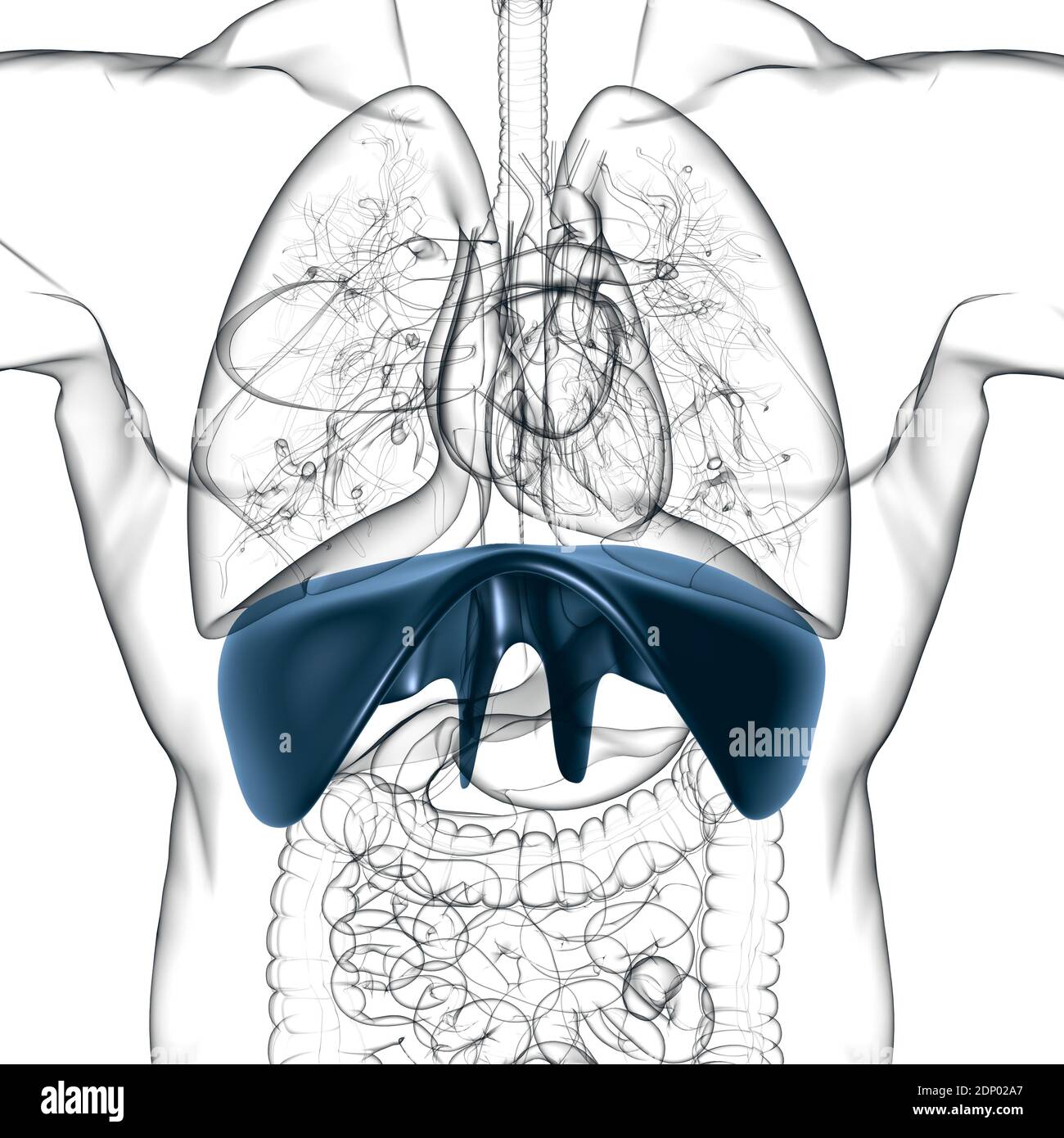 Anatomia del sistema respiratorio umano a diaframma per l'illustrazione 3D del concetto medico Foto Stock