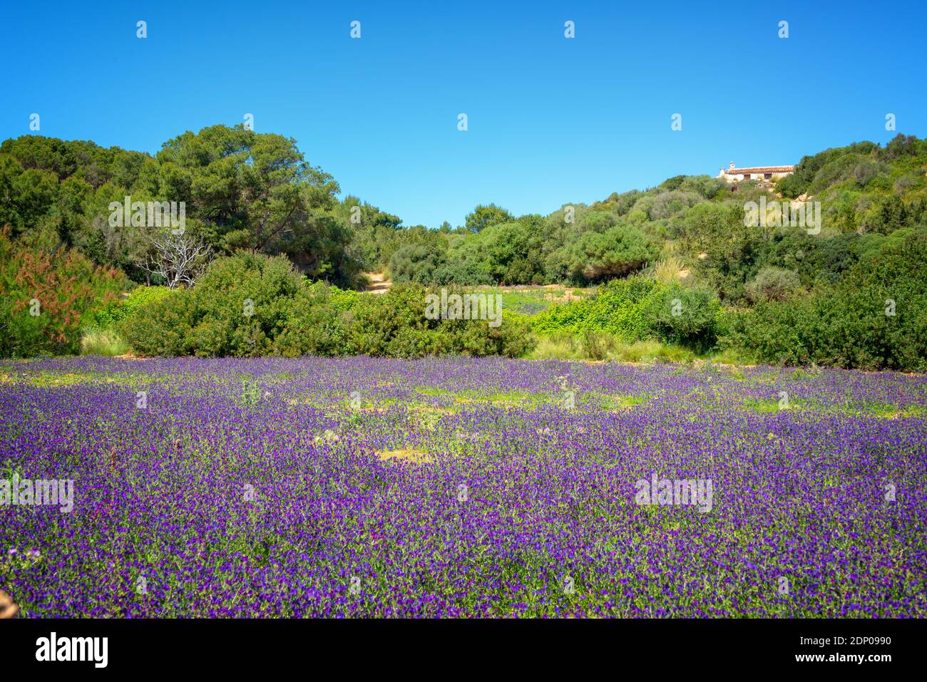 Campo di wild fiori viola in Menorca, isole Baleari, Spagna Foto Stock