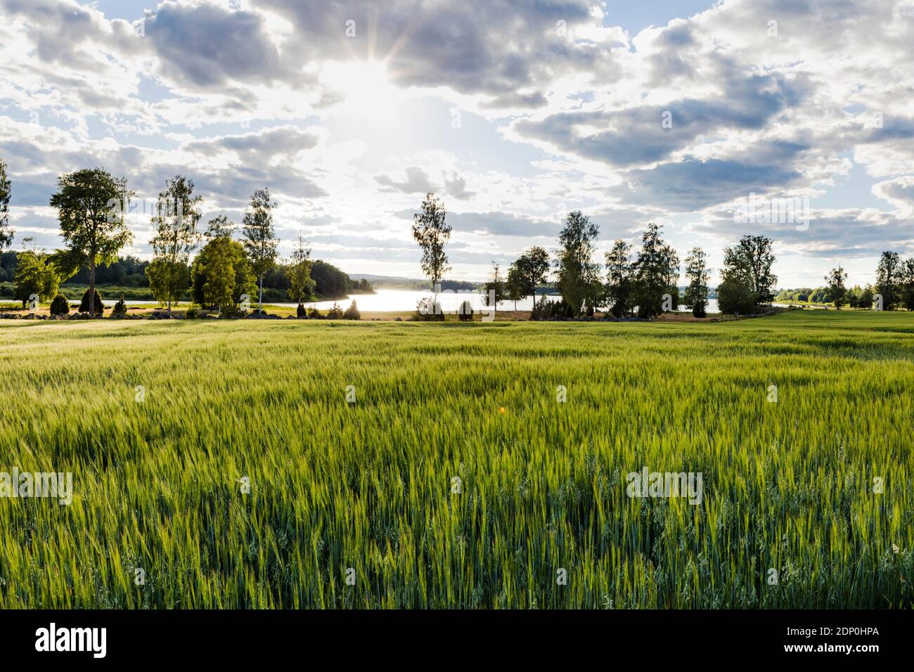 Vista sul verde campo di grano Foto Stock