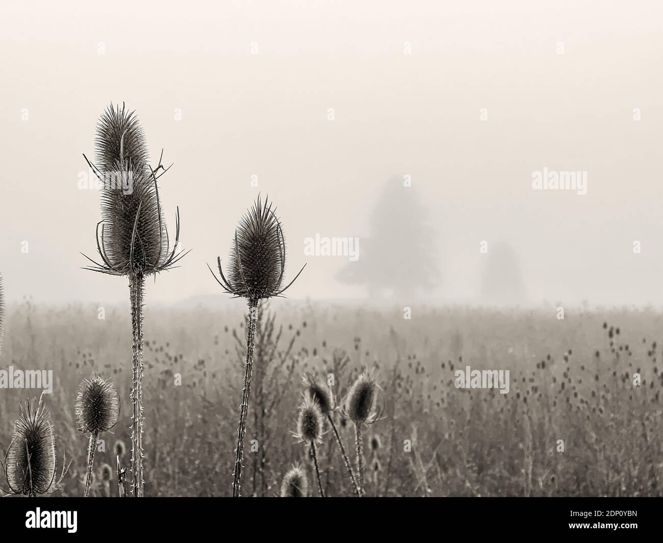Due piante in primo piano con le stesse impostazioni con gli alberi silhouette sullo sfondo foggoso, autentico scenario di una mattina presto in autunno Foto Stock