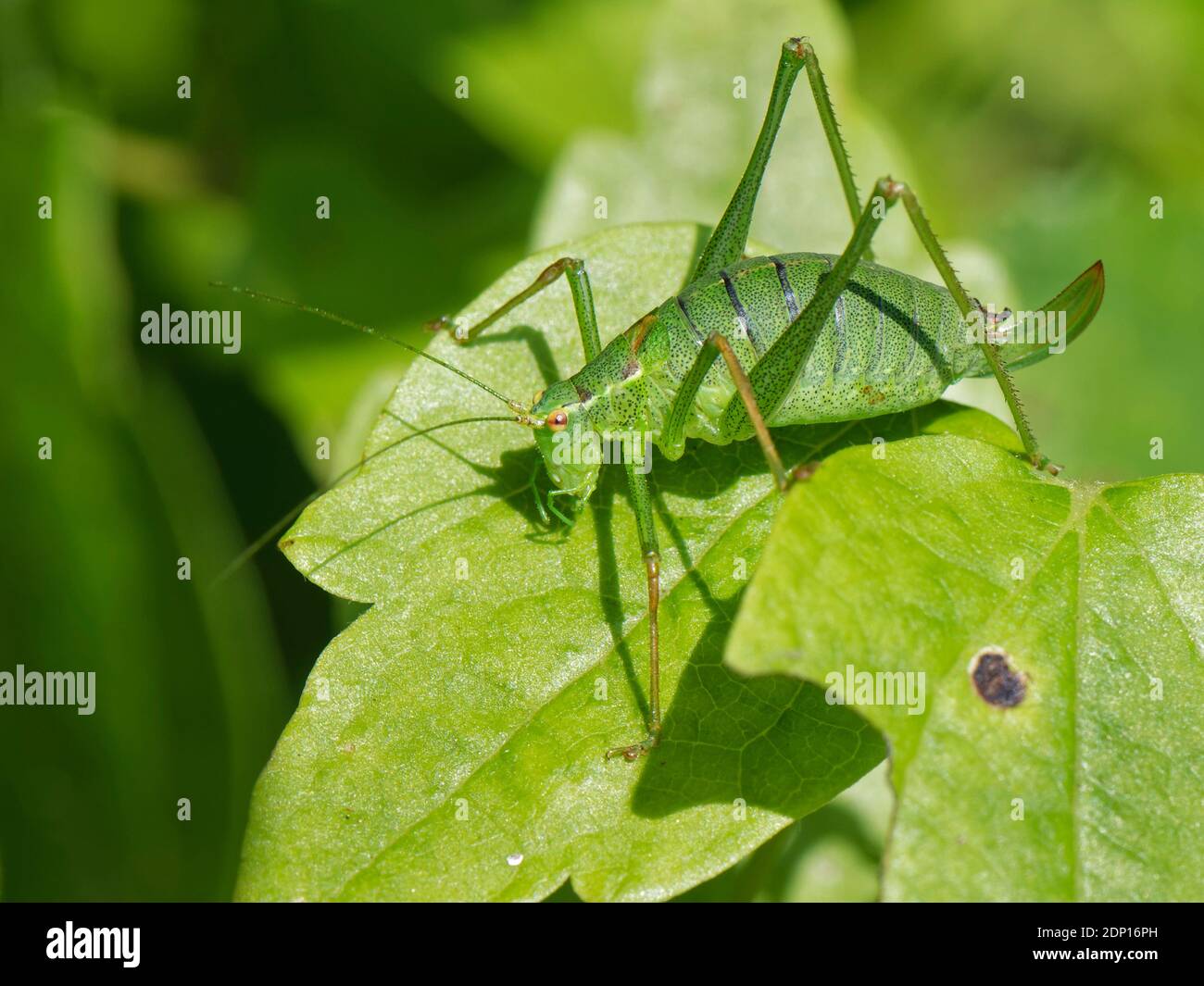 Bush cricket speckled (Leptophyes punctatissima) femmina che si abbronzano su una foglia su un bordo di bosco, il Gower, Glamorgan, Galles, Regno Unito, settembre. Foto Stock