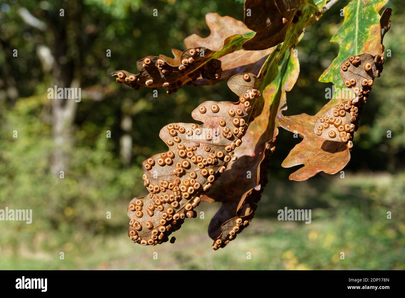 Palline a groviglio di seta / sfere a groviglio di quercia (Neuroterus numismalis) su foglie di Pedunculate / quercia inglese (Quercus robur), riserva di boschi inferiori GWT, Gl Foto Stock