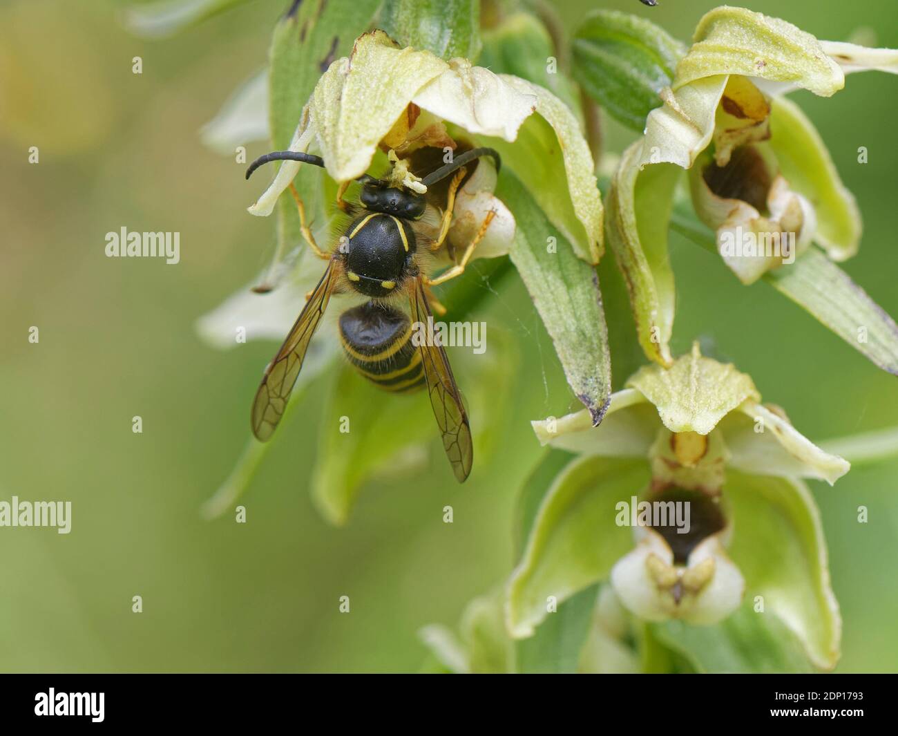 Vespa sassone (Dolichovespula saxonica) con pollinia sulla testa che si stese da un'elleborina a foglia larga (Epipelactis helleborine), Bath, UK. Foto Stock