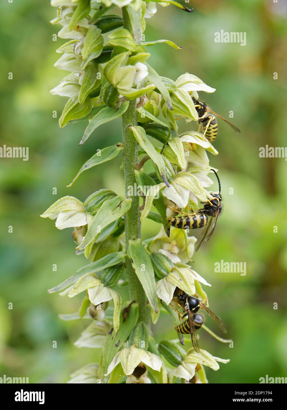Vespe sassone (Dolichovespula saxonica) che si intrecciano da fiori di elleborina a foglia larga (Epipelactis helleborine), Bath e Somerset nord-orientale, Regno Unito, luglio. Foto Stock