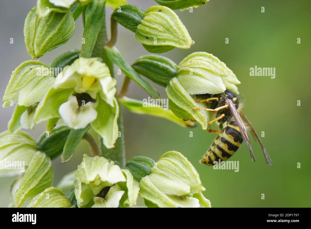 Wasp sassone (Dolichovespula saxonica) che si intrecciò da un fiore di helleborina a foglia larga (Epipelactis helleborine), Bath e Somerset nord-orientale, Regno Unito, luglio. Foto Stock