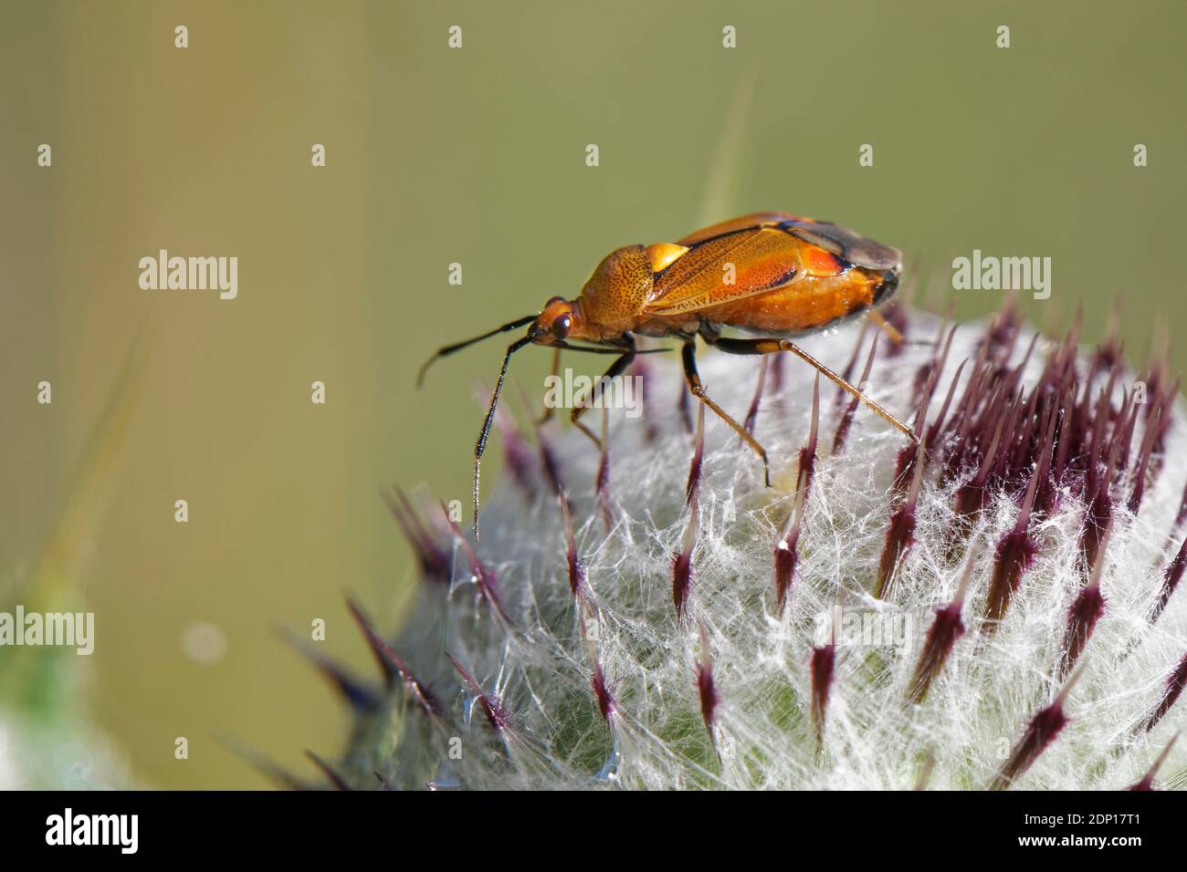 Bug di piante macchiate di rosso (Deraeocoris ruber) che forava su un Thistle Woolly (Cirsium eriophorum) in un prato di prateria di gesso, Wiltshire, Regno Unito, agosto. Foto Stock