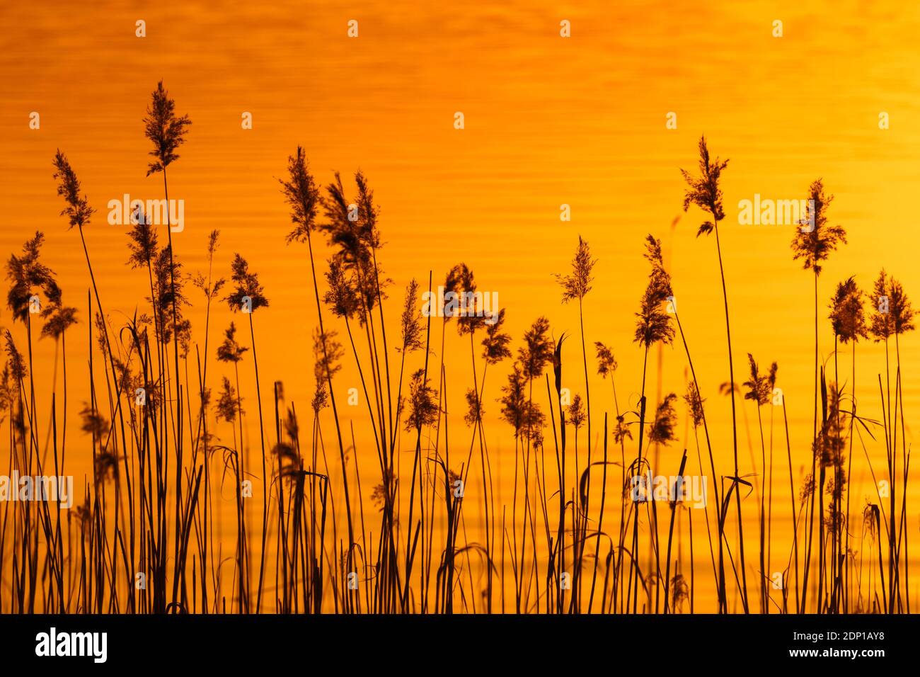 Panicles of common reed (Phragmites australis / Phragmites communis) in reedbed / reed bed silhouetted against sunset in spring Foto Stock