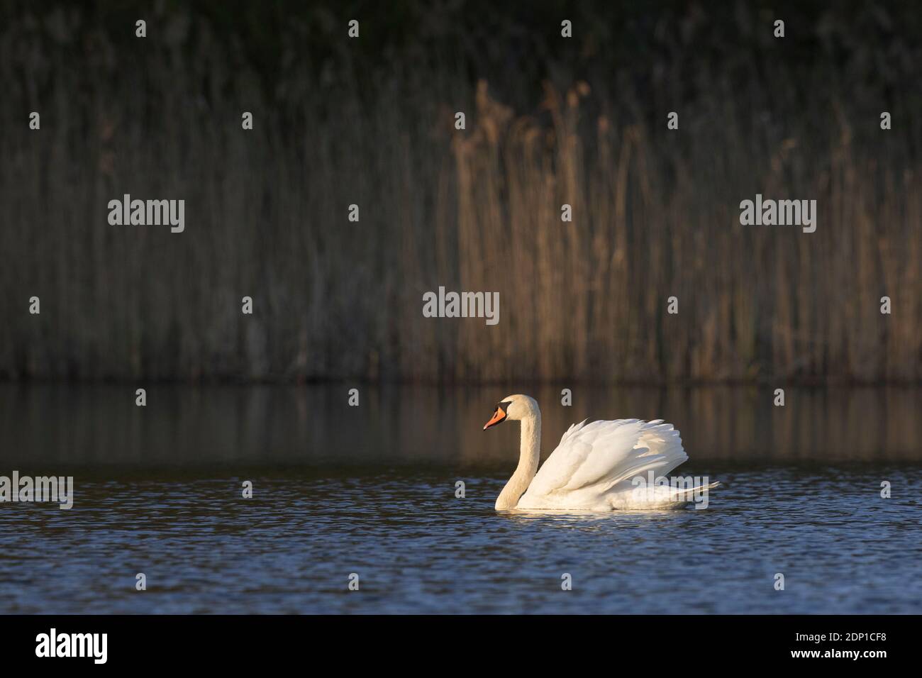 Cigno muto territoriale (Cignus olor) dominante maschile che mostra una posizione aggressiva con ali a metà alzata, chiamato busking, mentre nuotano in lago in primavera Foto Stock