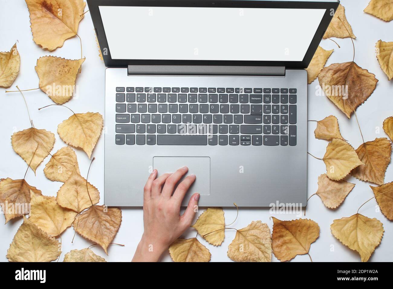 La mano preme sul touchpad del laptop su uno sfondo bianco con foglie cadute. Lavoro on-line, freelancing. Vista dall'alto Foto Stock
