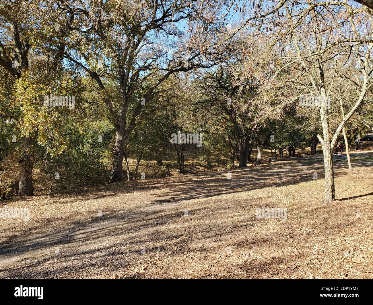 Fotografia di una scena autunnale a Brookwood Park in una giornata di sole a Lafayette, California, 29 novembre 2020. () Foto Stock