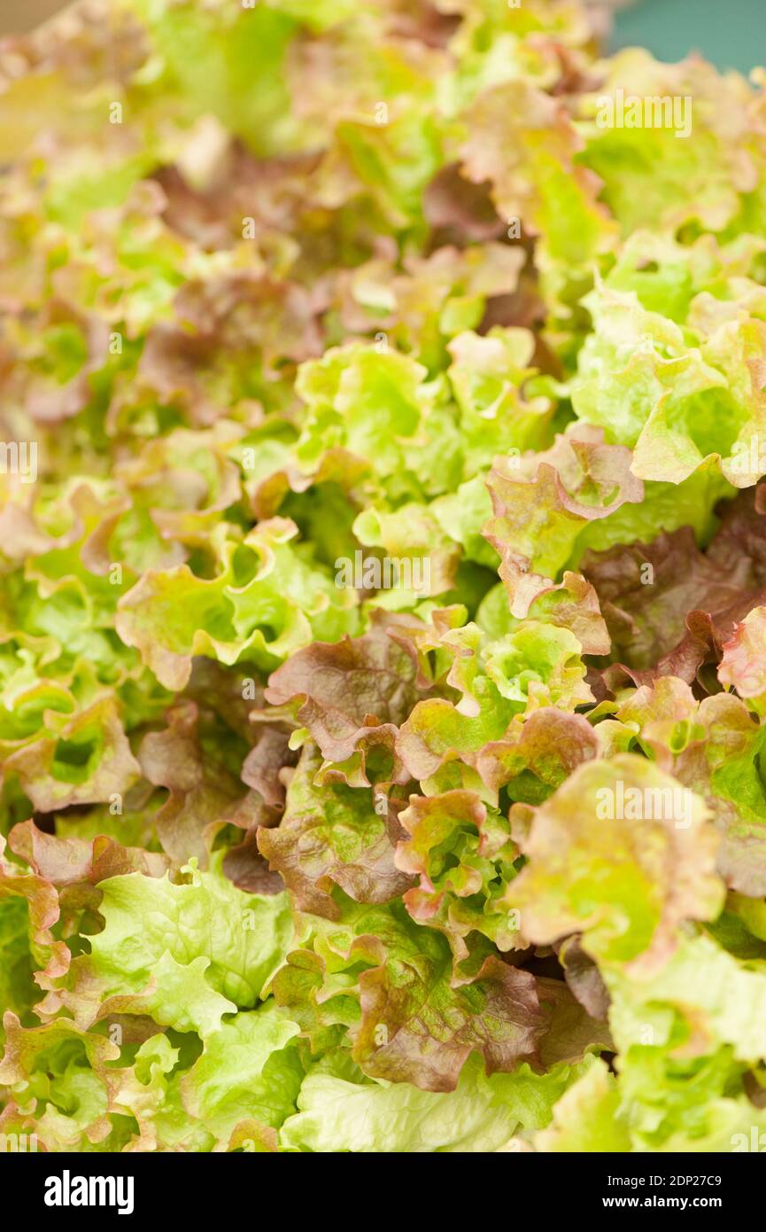 Lattuga, Lactuca sativa ‘Lollo Rosso’ Foto Stock