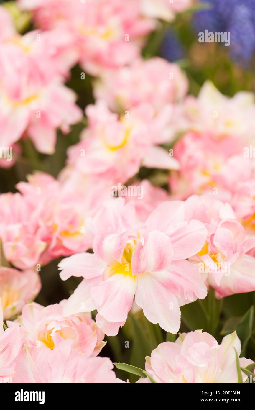 Tulipa ‘Beach Blossom’, tulipani doppi in fiore Foto Stock