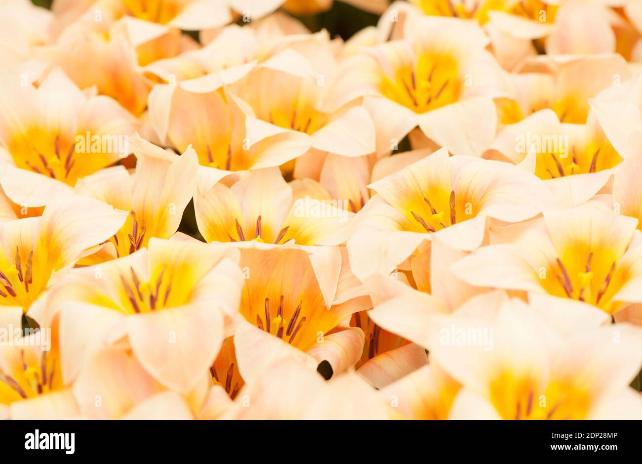 Tulipa ‘Fur Elise’, tulipani Greigii, in fiore Foto Stock