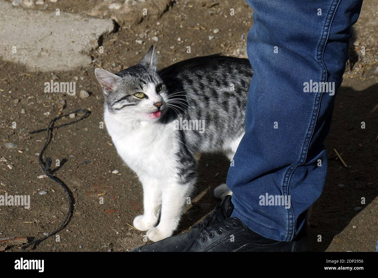 Vuole giocare con un proprietario di gatto, corte il suo proprietario, Foto Stock