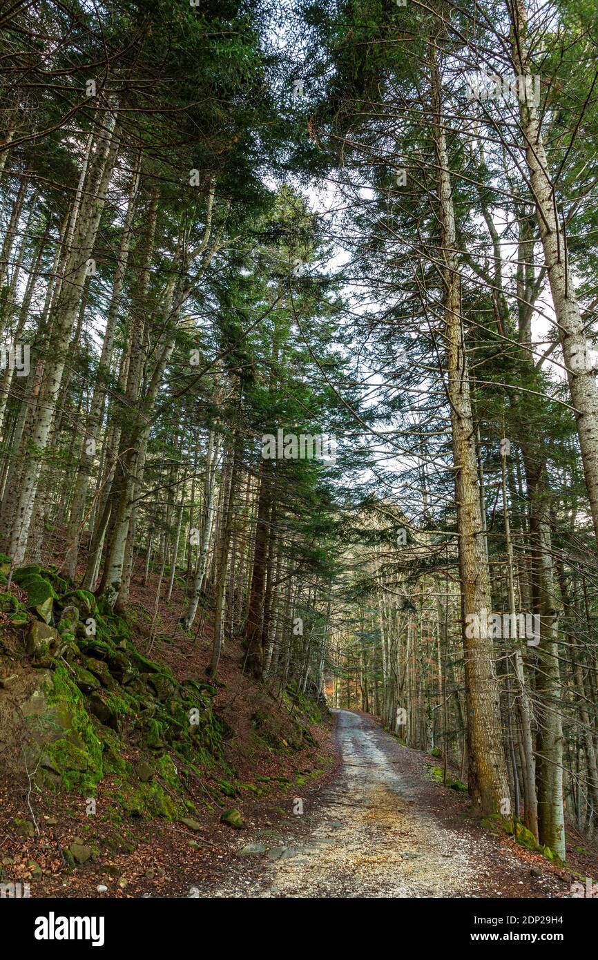 Un sentiero in un bosco di conifere nel Parco Nazionale del Gran Sasso e dei Monti della Laga. Abruzzo, Italia, Europa Foto Stock