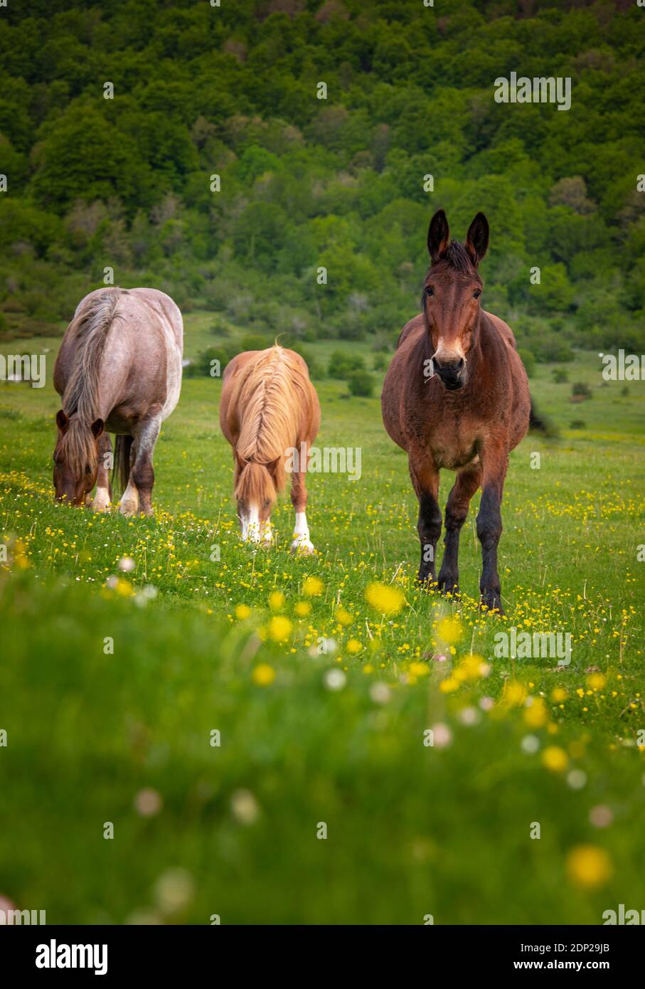 Due cavalli e un mulo pascolano in un campo di fiori gialli. Abruzzo, Italia, Europa Foto Stock