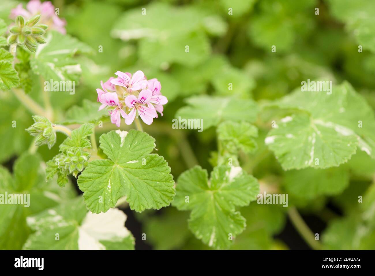 Pelargonio 'Charmay Snowflurry', in fiore Foto Stock