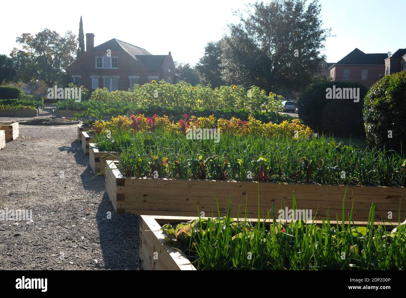 Urban Gardens colori autunno verdure, Kale, cavolo, segni storici, Danimarca Vesey, Fiori Foto Stock